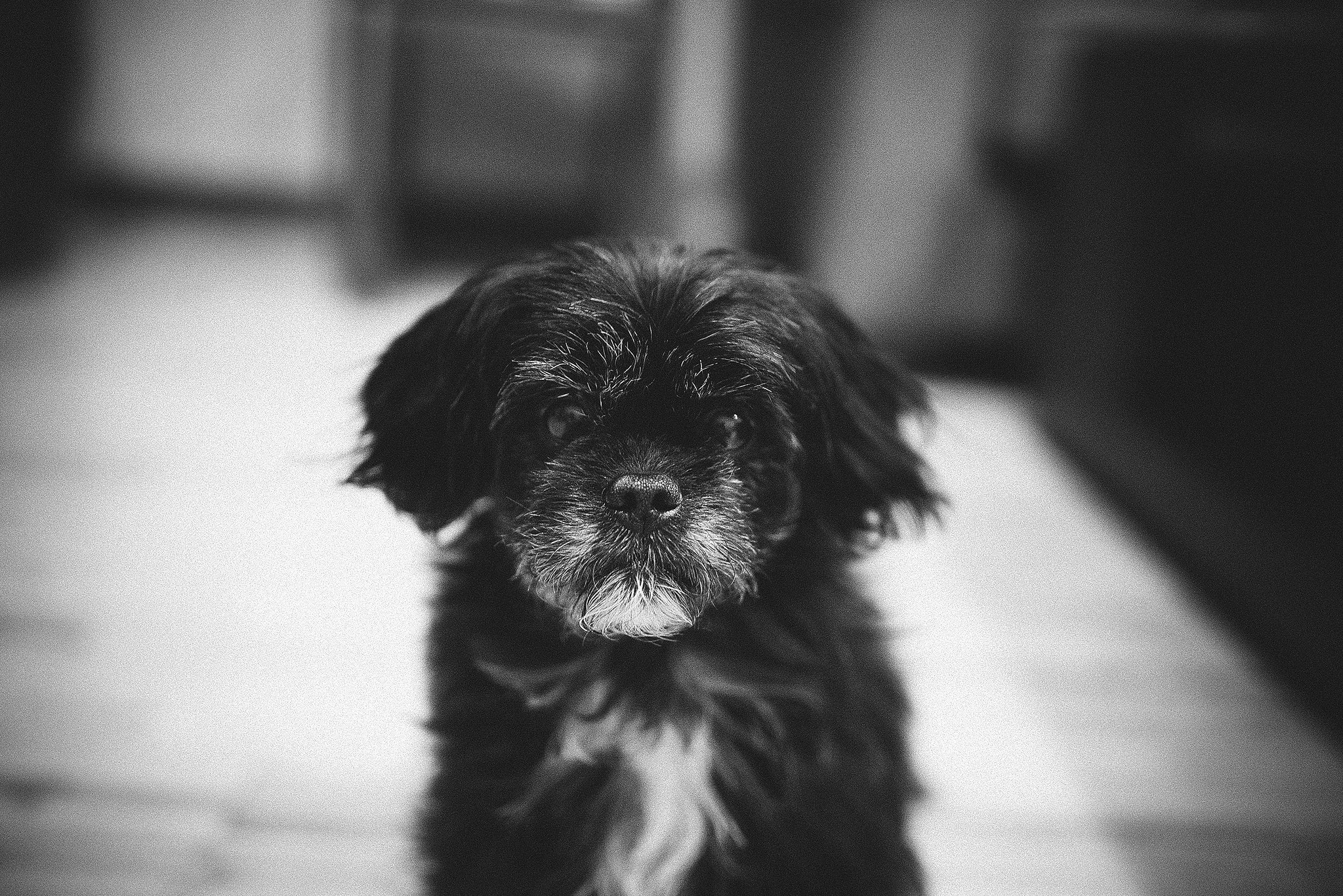 cute dog mug shot